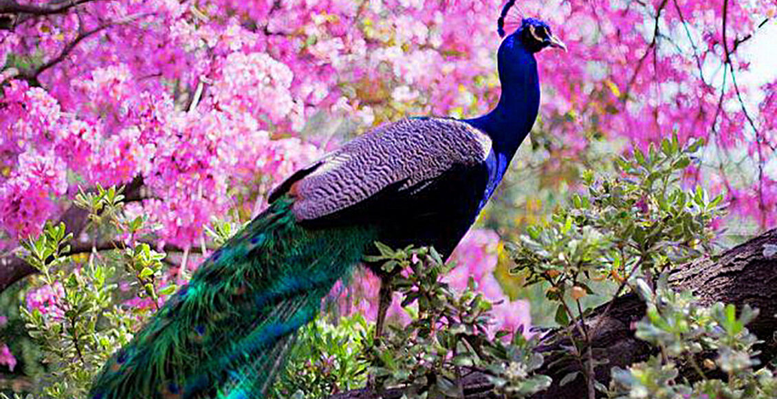 peacock-hd-wallpapers-latest-collection